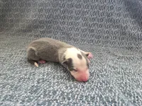 processed/c6b9402a-0240-41d5-ad4f-0721df4d601f/listing/3bb09b8a-b576-4f7d-ba07-42c8ef2030b5/8f635b96-cf3d-4b50-bd8e-e1f77523c233