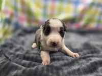 Ryder, a male Border Collie for sale in Gary, IN – 4 of 5