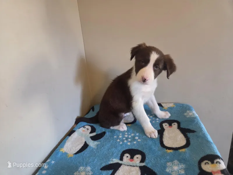 Cleo, a female Border Collie for sale in Gary, IN – Photo 1 of 7