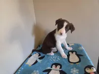 Cleo, a female Border Collie for sale in Gary, IN – Photo 1 of 7