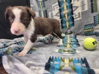 Cleo, a female Border Collie for sale in Gary, IN – Photo 5 of 7