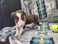 Cleo, a female Border Collie for sale in Gary, IN – Photo 4 of 7