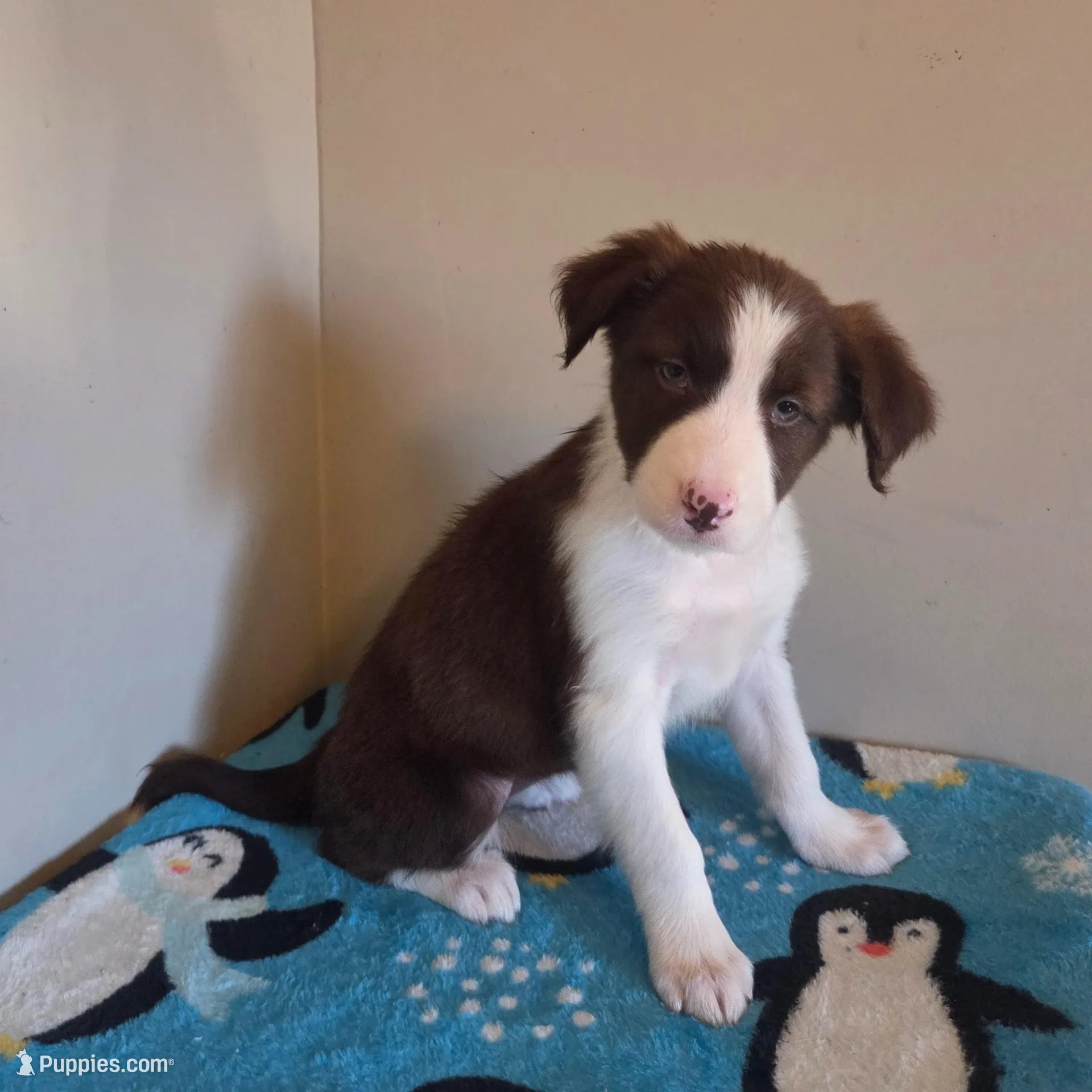 Cleo, a female Border Collie for sale in Gary, IN – Photo 3 of 7