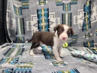 Cleo, a female Border Collie for sale in Gary, IN – Photo 7 of 7