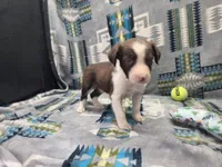 Cleo, a female Border Collie for sale in Gary, IN – Photo 6 of 7