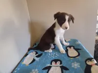 Cleo, a female Border Collie for sale in Gary, IN – Photo 2 of 7