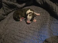 processed/c6b9402a-0240-41d5-ad4f-0721df4d601f/listing/4ac28269-92e4-4e32-942e-006e3162dc6e/1b507b8d-5d6d-436d-b2a5-5289a5743d9a