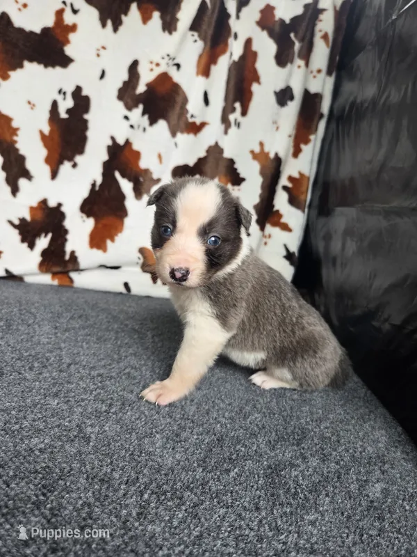 Kiara – Border Collie puppy for sale in Gary, IN