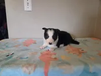 Archie, a male Border Collie for sale in Gary, IN – Photo 1 of 10