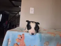 Archie, a male Border Collie for sale in Gary, IN – Photo 6 of 10