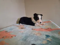 Archie, a male Border Collie for sale in Gary, IN – Photo 7 of 10