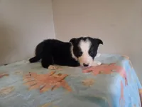 Archie, a male Border Collie for sale in Gary, IN – Photo 5 of 10