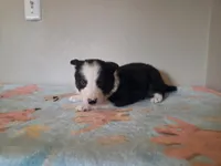 Archie, a male Border Collie for sale in Gary, IN – Photo 8 of 10