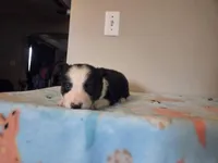 Archie, a male Border Collie for sale in Gary, IN – Photo 3 of 10