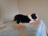 Archie, a male Border Collie for sale in Gary, IN – Photo 4 of 10