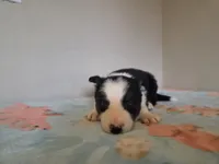 Archie, a male Border Collie for sale in Gary, IN – Photo 2 of 10