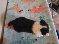 Archie, a male Border Collie for sale in Gary, IN – Photo 10 of 10