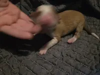 processed/c6b9402a-0240-41d5-ad4f-0721df4d601f/listing/589e1816-0ce3-4ad9-8af4-e75c7197074c/b510fef7-5d86-45b2-b84a-3f6f63b1569e