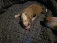 processed/c6b9402a-0240-41d5-ad4f-0721df4d601f/listing/589e1816-0ce3-4ad9-8af4-e75c7197074c/e1a26f78-945f-4922-98cd-b35eaaffb78c