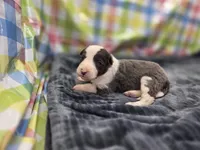 Gemini, a female Border Collie for sale in Gary, IN – 4 of 10