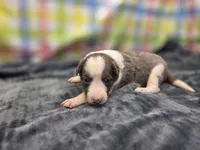 Priya, a female Border Collie for sale in Gary, IN – 5 of 8