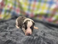 Kiara, a female Border Collie for sale in Gary, IN – 5 of 10