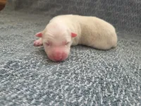 processed/c6b9402a-0240-41d5-ad4f-0721df4d601f/listing/83b781bc-14e2-410d-aaf0-e32623ffda4b/78681ad3-d9e6-4ae8-847b-179546e30b46