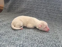 processed/c6b9402a-0240-41d5-ad4f-0721df4d601f/listing/83b781bc-14e2-410d-aaf0-e32623ffda4b/fb13f004-75d0-4136-942c-10213b03c04f