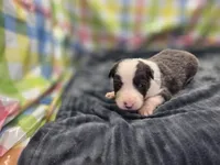 Gemini, a female Border Collie for sale in Gary, IN – 5 of 10