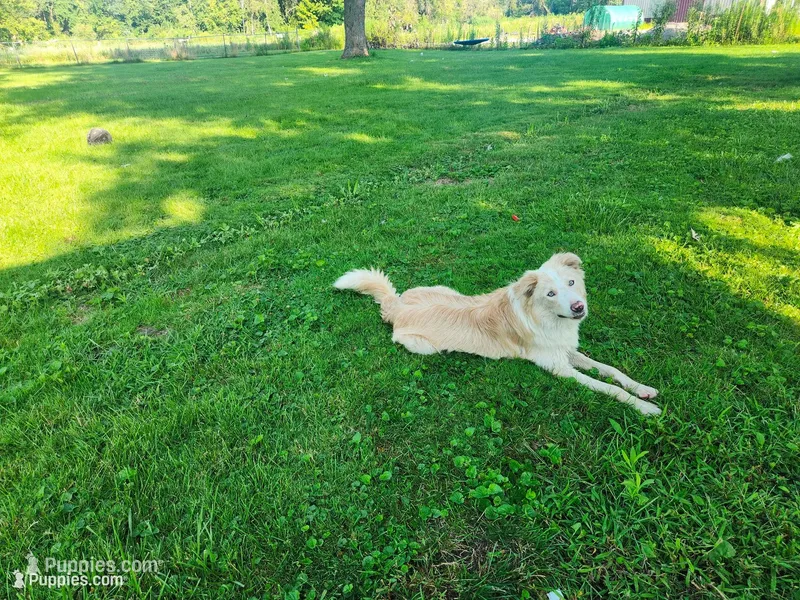 Atlantis – Border Collie puppy for sale in Gary, IN