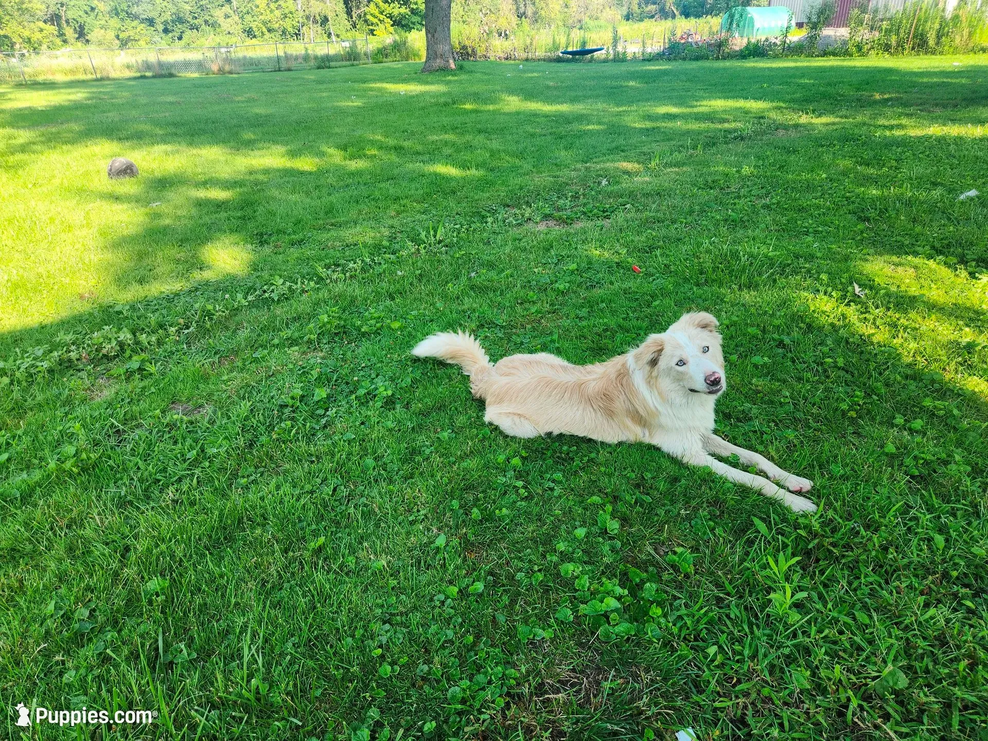 Atlantis, a male Border Collie for sale in Gary, IN – 1 of 5