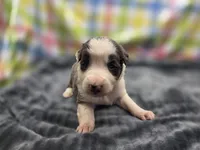 Ryder, a male Border Collie for sale in Gary, IN – 3 of 5