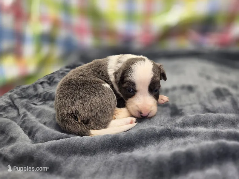 Gemini – Border Collie puppy for sale in Gary, IN