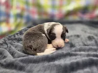 Gemini, a female Border Collie for sale in Gary, IN – 1 of 10