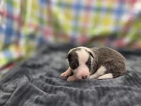 Kiara, a female Border Collie for sale in Gary, IN – 1 of 10
