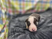 Gemini, a female Border Collie for sale in Gary, IN – 3 of 10