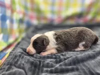 Gemini, a female Border Collie for sale in Gary, IN – 9 of 10