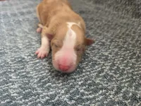 processed/c6b9402a-0240-41d5-ad4f-0721df4d601f/listing/cd42fd44-c090-4acf-8060-ecf71a5d2114/a7840515-6ebb-4ff4-add0-1594d54f986b