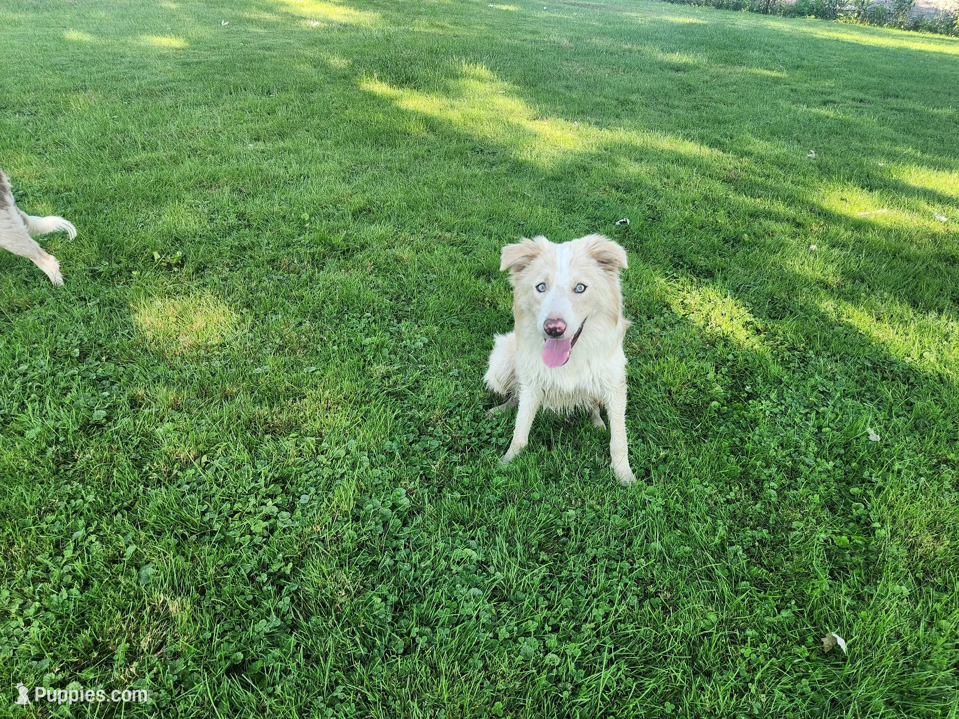 Atlantis, a male Border Collie for sale in Gary, IN – 3 of 5