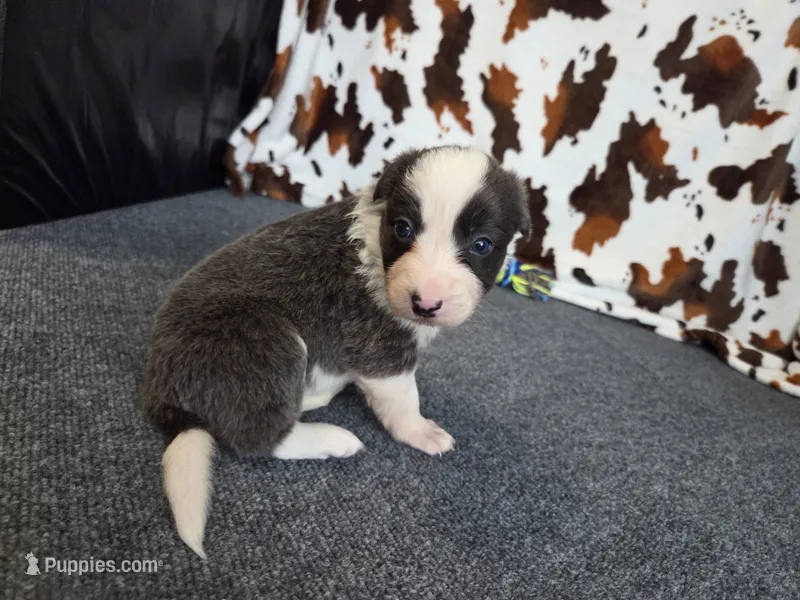 Gemini – Border Collie puppy for sale in Gary, IN