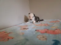 Bolt, a male Border Collie for sale in Gary, IN – Photo 4 of 4