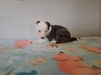 Bolt, a male Border Collie for sale in Gary, IN – Photo 2 of 4