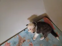 Bolt, a male Border Collie for sale in Gary, IN – Photo 3 of 4