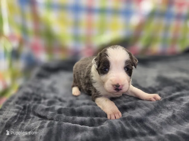 Ryder – Border Collie puppy for sale in Gary, IN