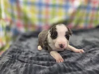 Ryder, a male Border Collie for sale in Gary, IN – 1 of 5