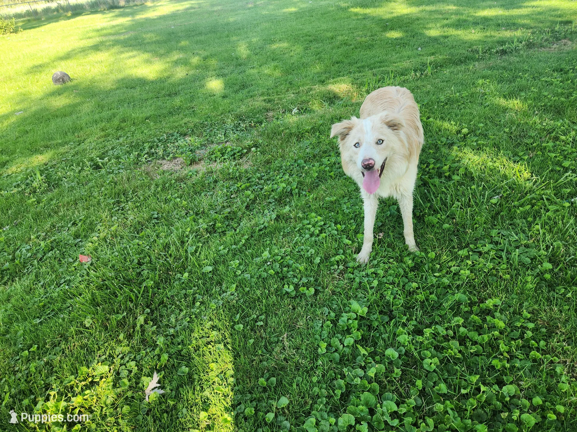 Atlantis, a male Border Collie for sale in Gary, IN – 2 of 5