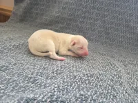 processed/c6b9402a-0240-41d5-ad4f-0721df4d601f/listing/e67ef072-5623-4afc-ae6f-6998d3461ae8/336c2e45-07be-495e-ad5d-ca569a5efa04