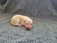 processed/c6b9402a-0240-41d5-ad4f-0721df4d601f/listing/e67ef072-5623-4afc-ae6f-6998d3461ae8/78707f0d-1864-489f-ac99-d545bdd20ca0