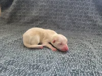 processed/c6b9402a-0240-41d5-ad4f-0721df4d601f/listing/e67ef072-5623-4afc-ae6f-6998d3461ae8/8193459a-de01-4a7e-806f-e9f8d87a95e6