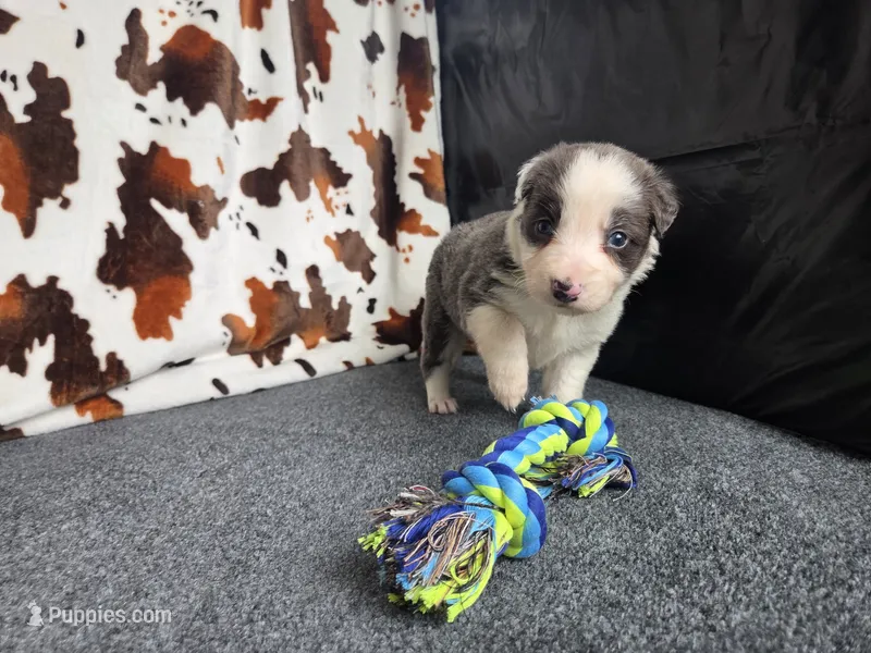 Ryder – Border Collie puppy for sale in Gary, IN
